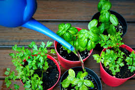 Watering newly planted herbs